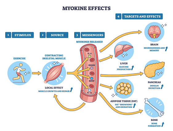 Myokines released by muscles have many effects on other parts of the body.