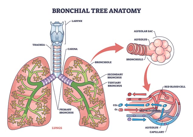 Anatomy of the bronchial tree