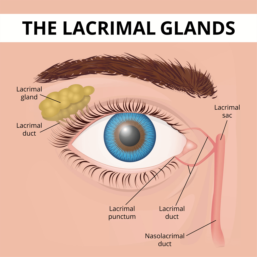 Illustration of lacrimal gland anatomy.
