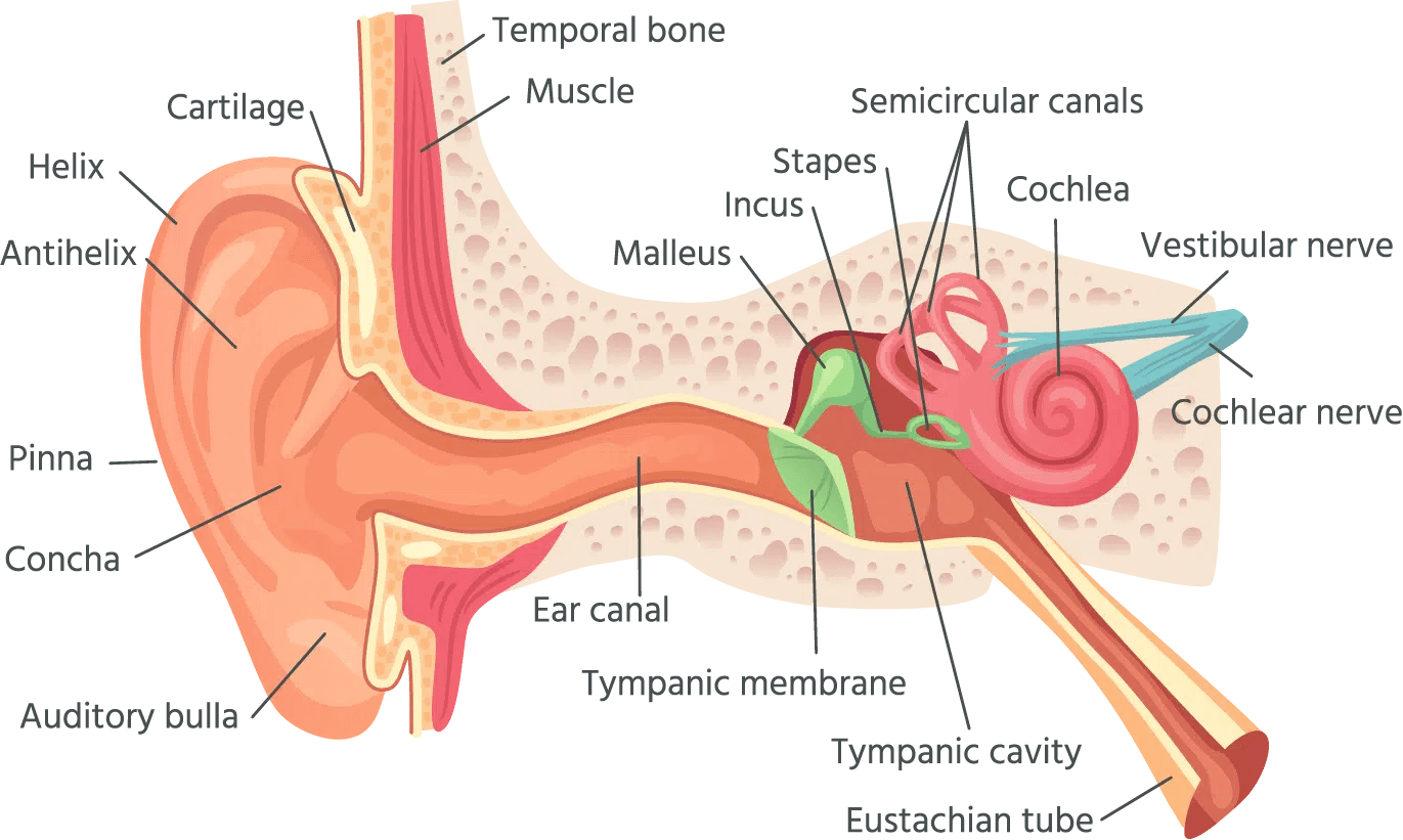 Ear anatomy illustration.