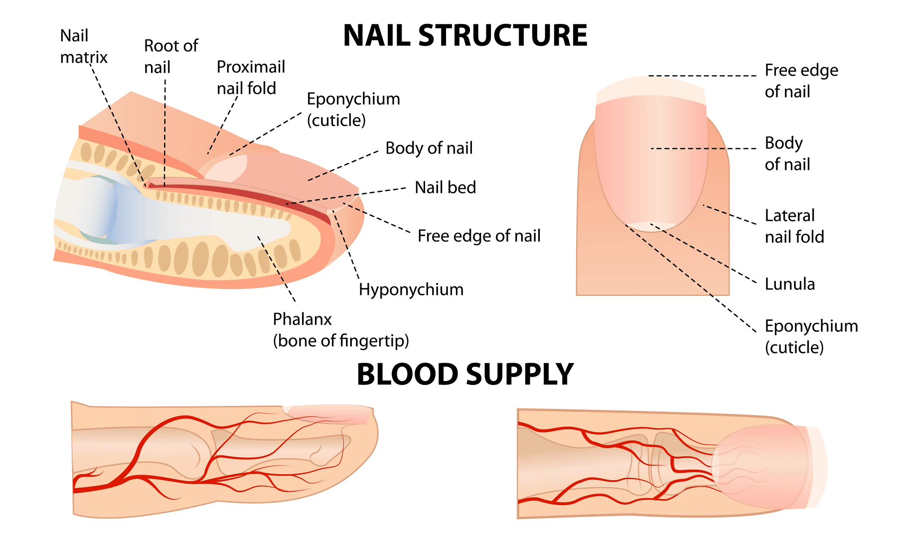 Fingernail Anatomy