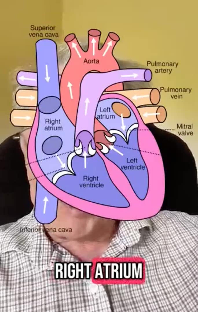 Graphic of heart anatomy